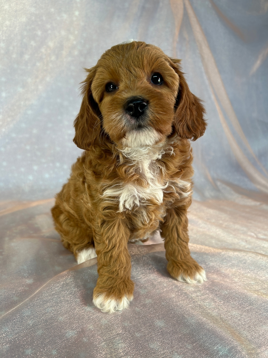 Female Cockapoo Puppy for Sale DOB 3-31-2026 $950